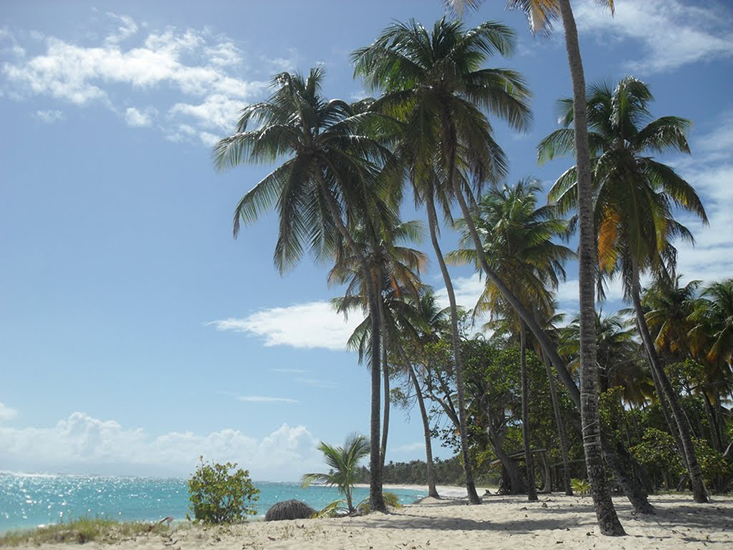 Paysage de bord de mer, avec sable fin et palmiers