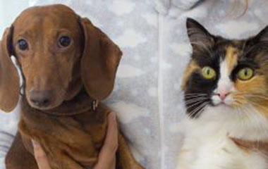 Photo d'un chien et d'un chat l'un à côté de l'autre