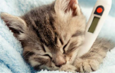 Photo de chaton avec un thermomètre